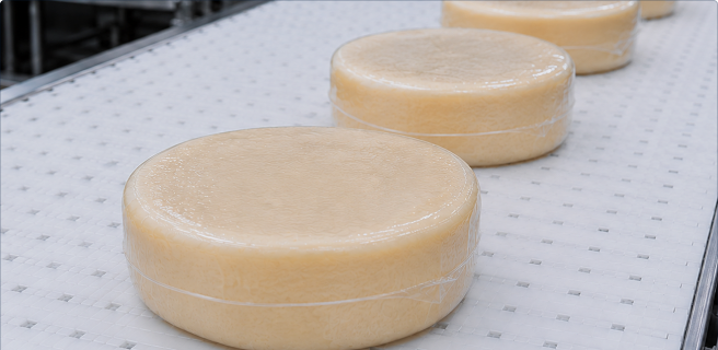 Wheels of cheese on a production conveyor